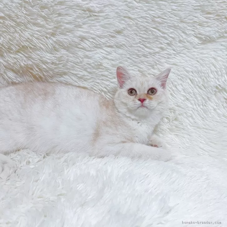 ID:2501-02094の子猫