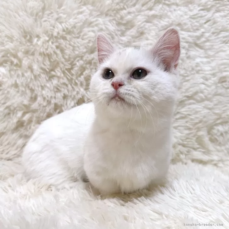 ID:2409-02359の子猫