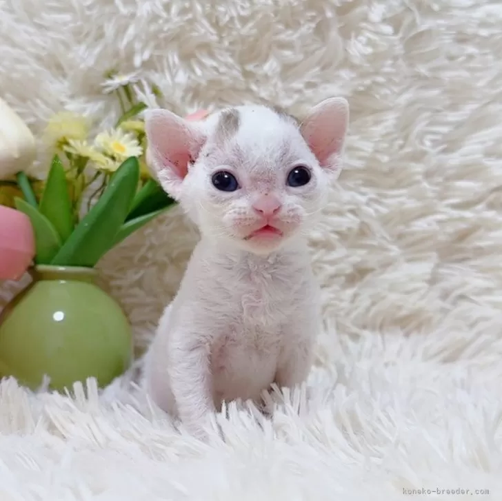 ID：2507-01522の子猫