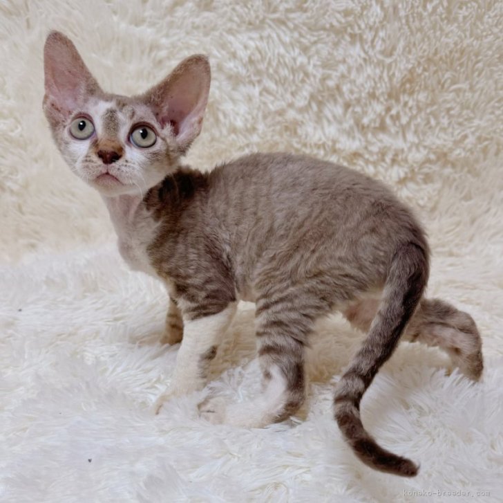 ブリーダー画像