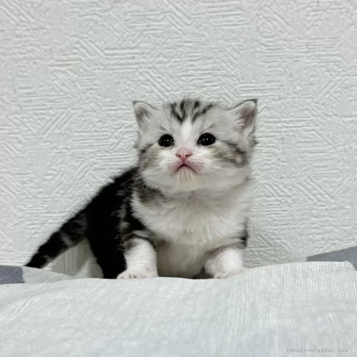 ID:2501-00681の子猫