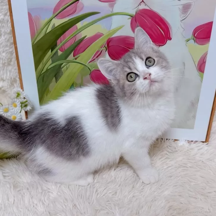 ID：2508-00028の子猫