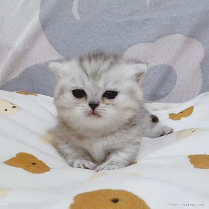 おもち 様のお迎えした子猫