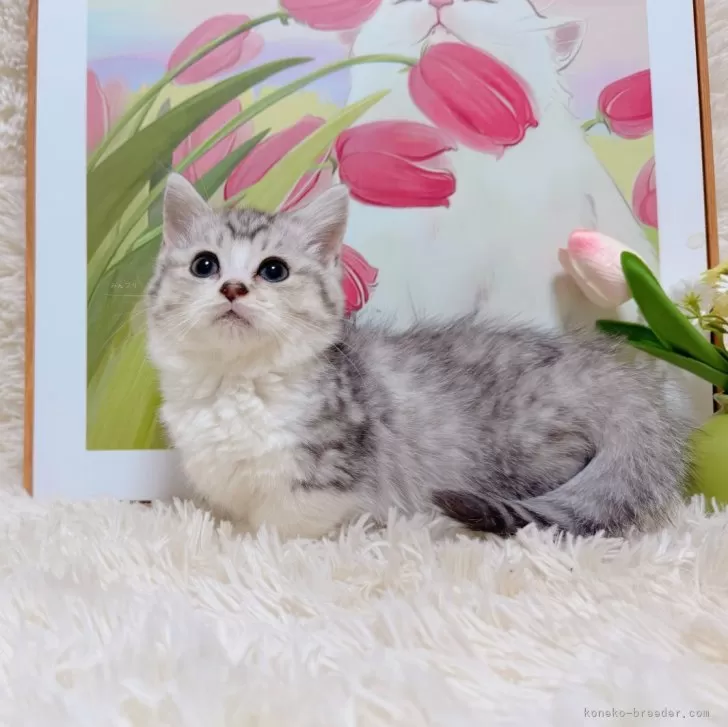 マンチカン(短足)【千葉県・男の子・2025年9月15日・シルバータビーホワイト】の写真1