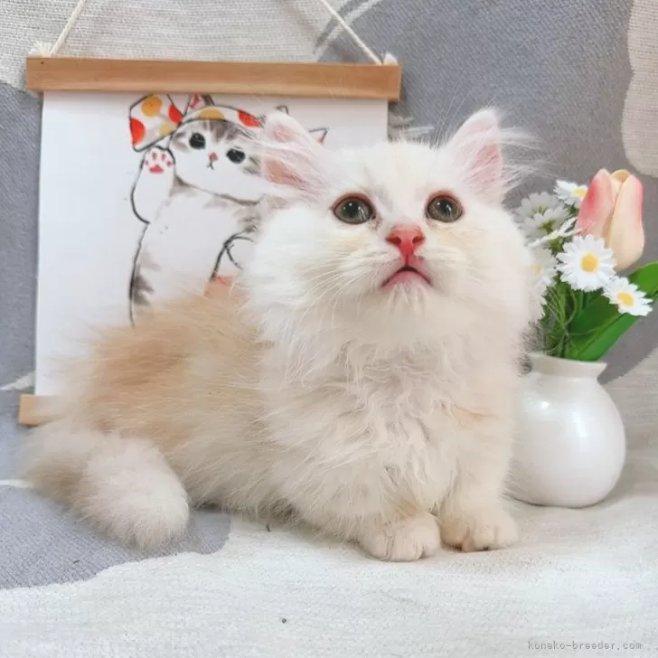 ミヌエット(短足)【千葉県・男の子・2025年8月5日・カメオ】の写真1