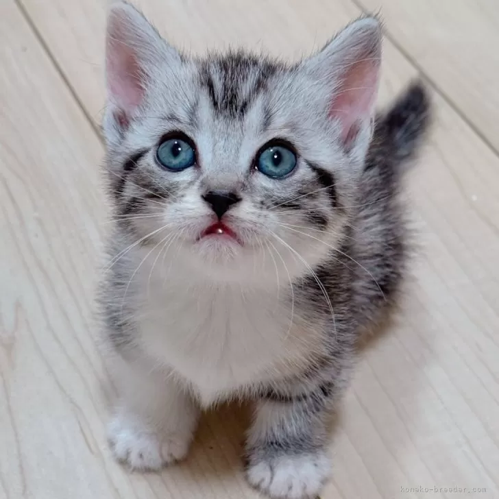 ミガ 様のお迎えした子猫