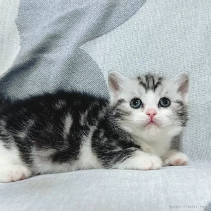 ID:2501-00671の子猫