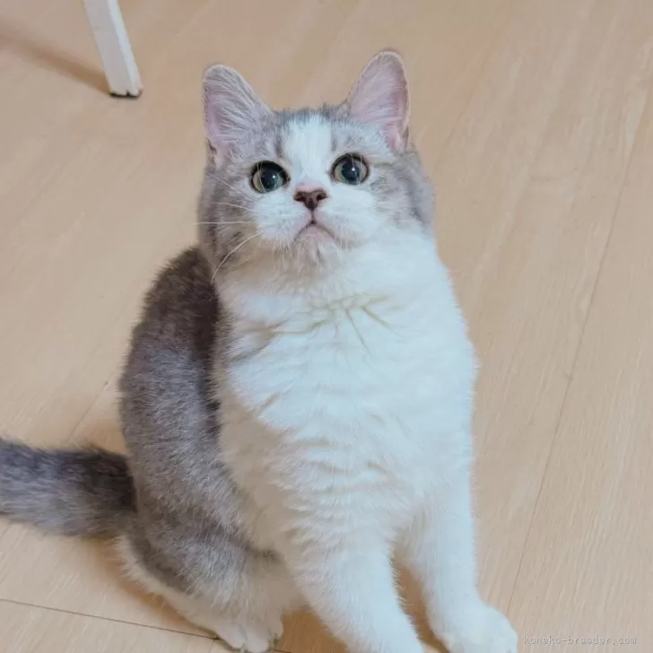 ID：2507-02199の子猫