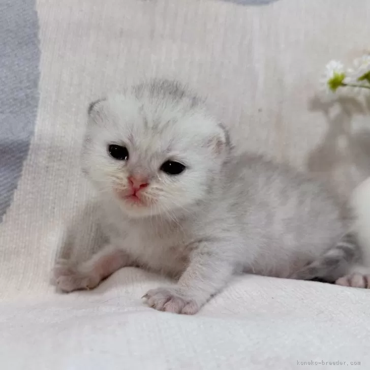 ID：2508-00020の子猫
