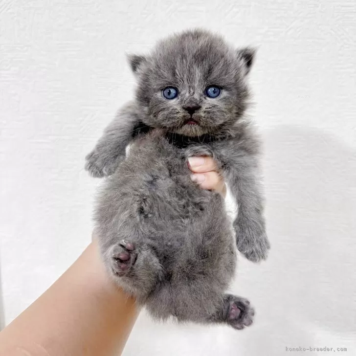 ID:2505-00231の子猫