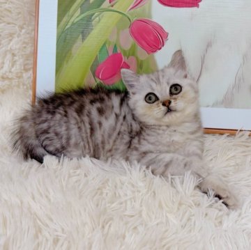 ブリティッシュショートヘア【千葉県・男の子・2025年8月8日・シルバータビー（ふわふわショート）】の写真「〜総価格〜まん丸な顔と短いマズルが特徴❣️」