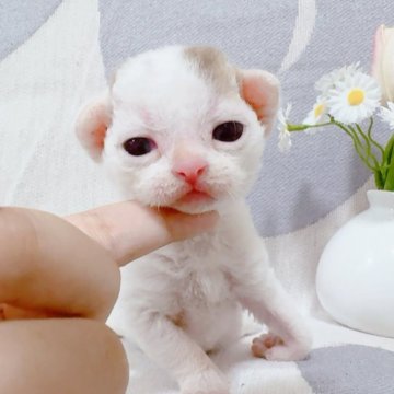 デボンレックス【千葉県・男の子・2025年6月27日・チョコタビーホワイト】の写真「４人兄弟の弟分❣️」