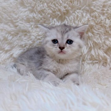 マンチカン(長足)【千葉県・女の子・2025年8月10日・シルバーパチッドタビー】の写真「好奇心旺盛な女の子❣️」