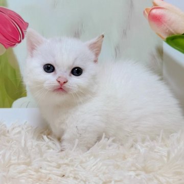 マンチカン(短足)【千葉県・女の子・2025年9月15日・シルバータビーホワイト（ふわショート）】の写真「すごく甘えん坊で、手の上でふみふみ🫶」