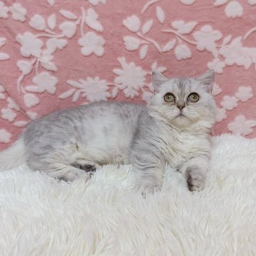 マンチカン(短足)【千葉県・女の子・2025年7月16日・シルバータビー】の写真「色薄めのシルバーちゃん❣️クリクリお目目がかわいい」