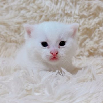 マンチカン(短足)【千葉県・男の子・2025年9月15日・ホワイト（ショート）】の写真「極短足の子❣️なんと珍しいオッドアイ❤️」