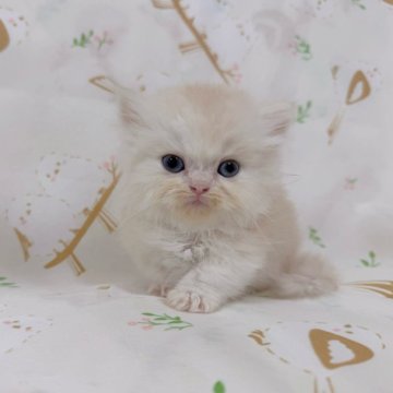 ミヌエット(短足)【千葉県・男の子・2025年8月5日・カメオ】の写真「珍しい毛色‼️綺麗な顔立ち❤️超短足！」