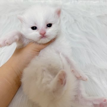 ミヌエット(長足)【千葉県・女の子・2026年2月2日・ホワイト（ロングヘア）】の写真「ゴージャスなロングヘア❣️」