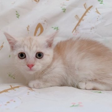 マンチカン(短足)【千葉県・男の子・2025年7月16日・クリームカメオタビー】の写真「綺麗なカメオ色❣️伝統系のマンチカン❤️」