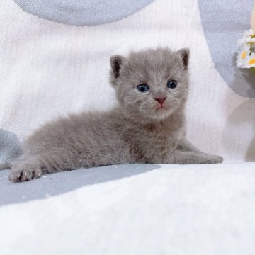 ブリティッシュショートヘア【千葉県・女の子・2025年6月26日・ブルー】の写真「寝ることが大好きな子❤️毎日ミルク奮闘中❣️」
