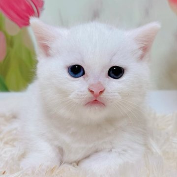 マンチカン(短足)【千葉県・男の子・2025年9月15日・ホワイト（ショート）】の写真「極短足の子❣️なんと珍しいオッドアイ❤️」