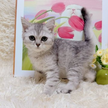 ブリティッシュショートヘア【千葉県・男の子・2025年8月8日・シルバータビー（ふわふわショート）】の写真「まん丸な顔❣️綺麗な模様❣️とにかく食いしん坊❣️」