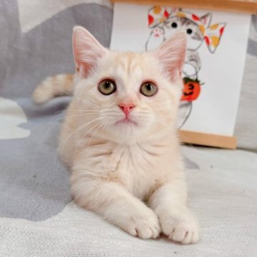 マンチカン(短足)【千葉県・男の子・2025年7月16日・クリームカメオタビー】の写真「～総価格〜綺麗なカメオ色❣️伝統系のマンチカン❤️」