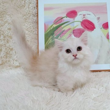 ミヌエット(短足)【千葉県・男の子・2025年8月5日・カメオ（ふわロングヘア）】の写真「珍しい毛色‼️綺麗な顔立ち❤️超短足！」