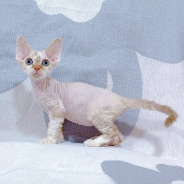 デボンレックス【千葉県・男の子・2025年4月25日・ブラウンタビーホワイト】の写真「大きい耳綺麗な輪郭、膨らみのある口元がカッコいい❣」