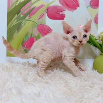 デボンレックス【千葉県・男の子・2025年10月4日・レッドタビー】の写真「美しい輪郭と綺麗な顔❣️」