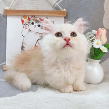ミヌエット(短足)【千葉県・男の子・2025年8月5日・カメオ（ふわロングヘア）】の写真「〜総価格〜珍しい毛色‼️綺麗な顔立ち❤️超短足！」