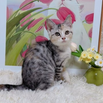 マンチカン【千葉県・女の子・2025年7月23日・キャリコ（ショート）】の写真「とてもフレンドリーの姉貴❣️」