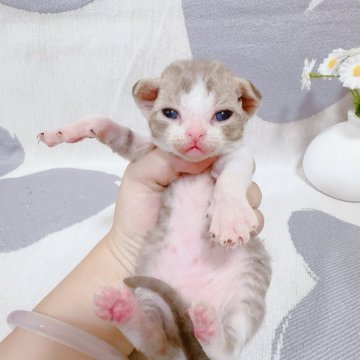 デボンレックス【千葉県・男の子・2025年6月27日・チョコタビーホワイト】の写真「綺麗なハチワレ😍かっこいい輪郭❣️」
