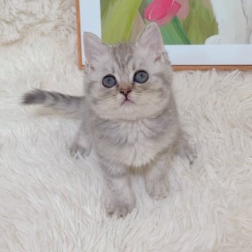 ブリティッシュショートヘア【千葉県・女の子・2025年8月8日・シルバータビー（ふわふわショート）】の写真「〜総価格〜まん丸な顔❣️綺麗な毛色😍」