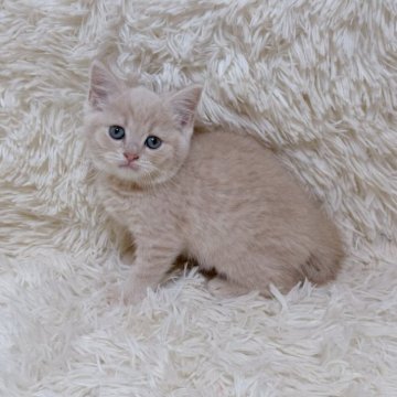 マンチカン(長足)【千葉県・男の子・2025年8月10日・クリームタビー】の写真「綺麗な色とお手手猫❤️」