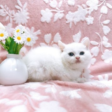 ミヌエット(長足)【千葉県・女の子・2025年4月20日・ホワイト】の写真「頭に黒い一点が特徴❤️おとなしい女の子👧」