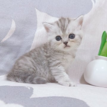 ミヌエット(長足)【千葉県・女の子・2025年7月5日・シルバータビー（ショートヘア）】の写真「訳あり❣️大きいお目目と甘い顔❤️」