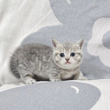 マンチカン(短足)【千葉県・女の子・2025年3月22日・ブルータビー（ふわふわショートヘア）】の写真「もうべっぴんさん❤️GW限定総価格❣️」