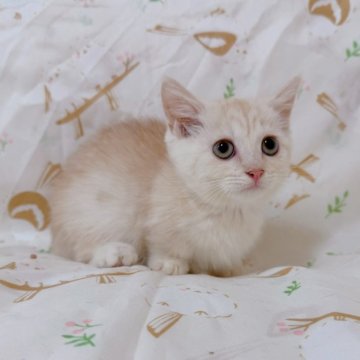 マンチカン(短足)【千葉県・男の子・2025年7月16日・クリームカメオタビー】の写真「綺麗なカメオ色❣️伝統系のマンチカン❤️」