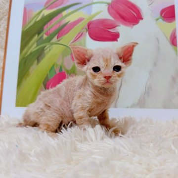 デボンレックス【千葉県・男の子・2025年10月4日・レッドタビー】の写真「美しい輪郭と綺麗な顔❣️」