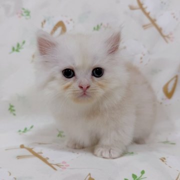 ミヌエット(短足)【千葉県・男の子・2025年8月5日・カメオ（ふわロングヘア）】の写真「珍しい毛色‼️綺麗な顔立ち❤️超短足！」