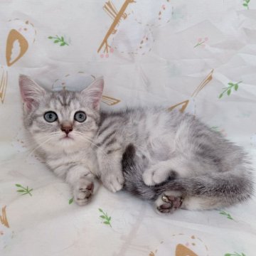 マンチカン(短足)【千葉県・男の子・2025年7月16日・シルバータビー】の写真「大人しい王子様❣️」