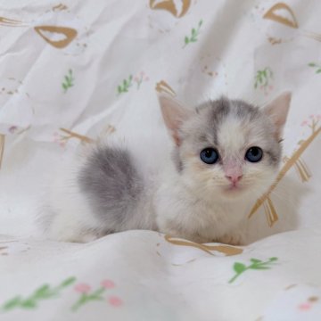 マンチカン(短足)【千葉県・女の子・2025年9月3日・ダイリュートキャリコ（ショート）】の写真「まん丸クリクリなお目目が可愛い🩷」