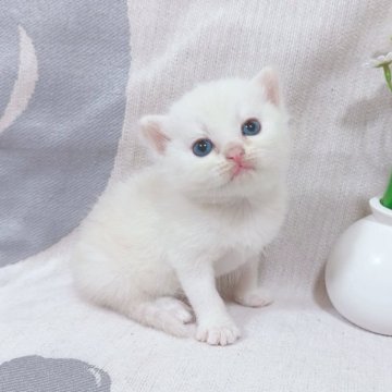 マンチカン(長足)【千葉県・女の子・2025年7月16日・ホワイトに近いクリーム】の写真「極うすクリーム色🩷」
