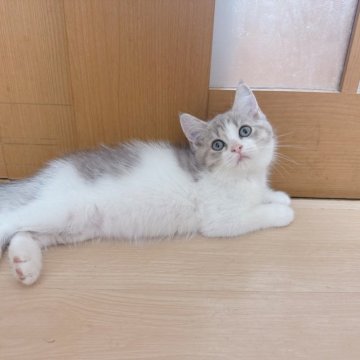 マンチカン(長足)【千葉県・男の子・2025年6月28日・ブルータビーホワイト】の写真「綺麗なハチワレの男の子👦」