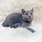 ブリティッシュショートヘア