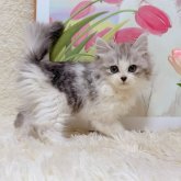 ミヌエット(長足)