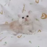 ミヌエット(短足)