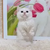 ミヌエット(短足)