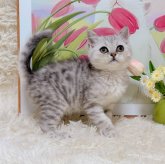 ブリティッシュショートヘア